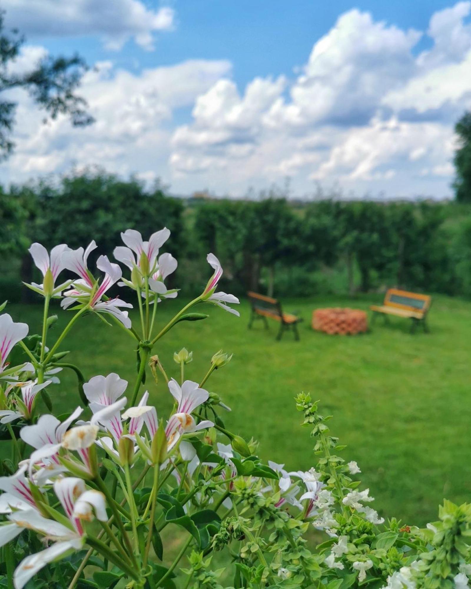 Celeste House Сібіу Екстер'єр фото
